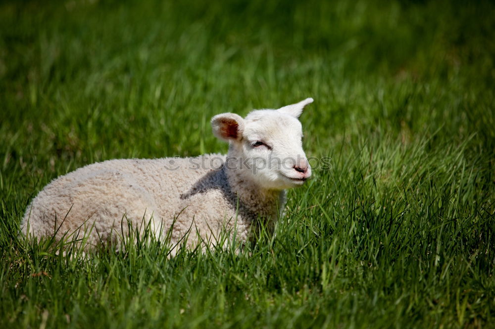 Similar – late Easter lamb Lamb