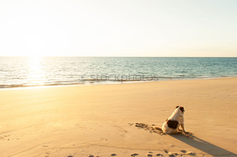 Similar – Child and dog by the sea