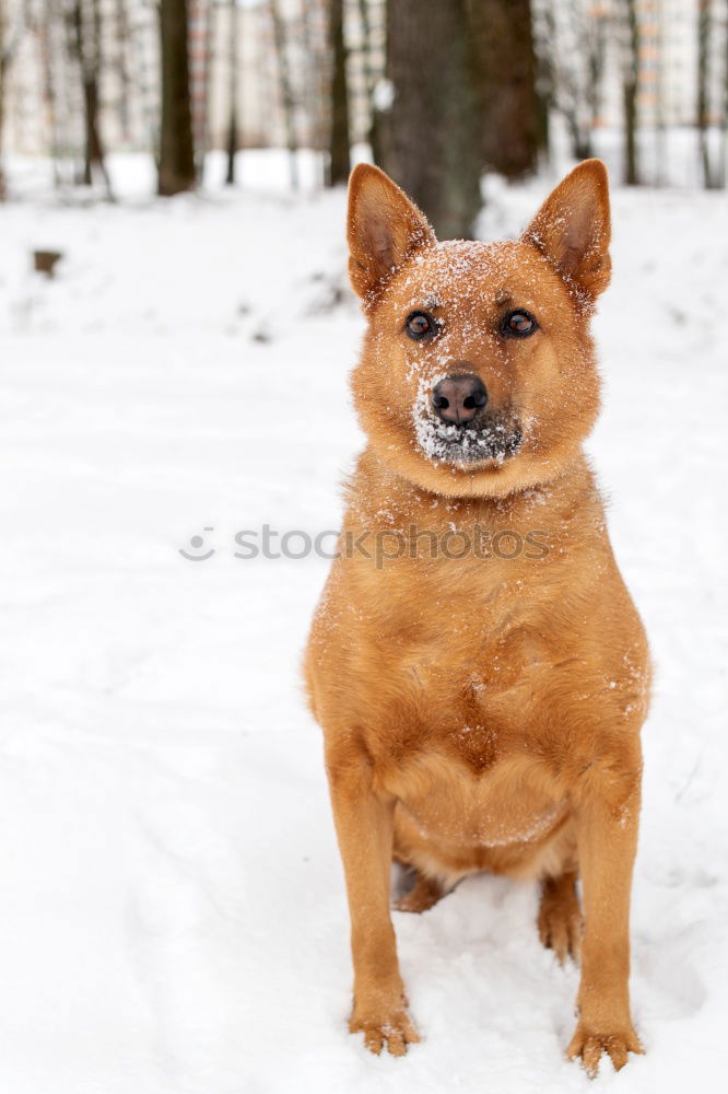 Similar – Wild Dog 04 Nature Winter