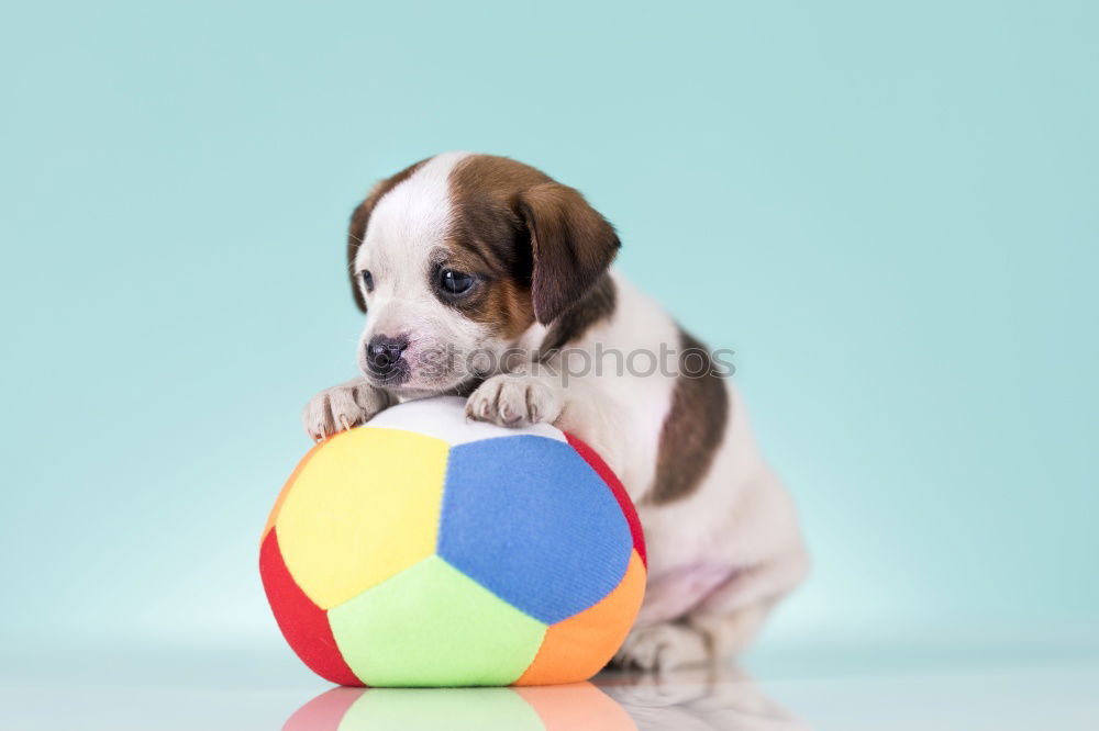 Similar – cute small dog sitting and waiting to eat