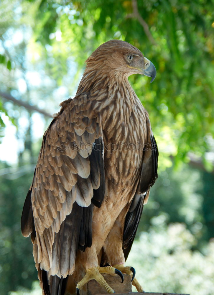 Similar – Image, Stock Photo A hawk eagle Hunting