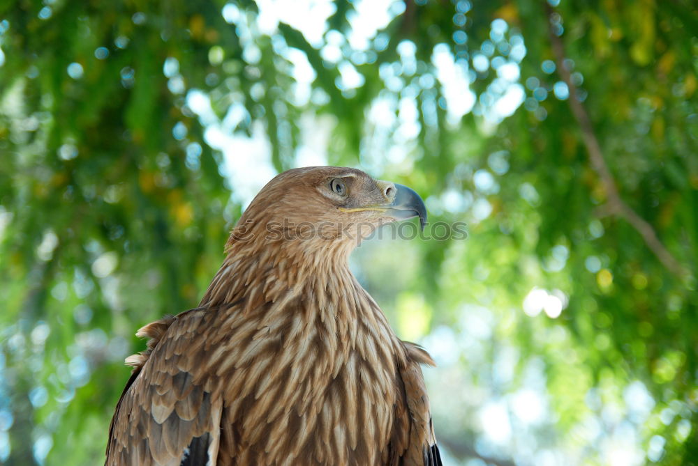 Similar – Image, Stock Photo A hawk eagle Hunting