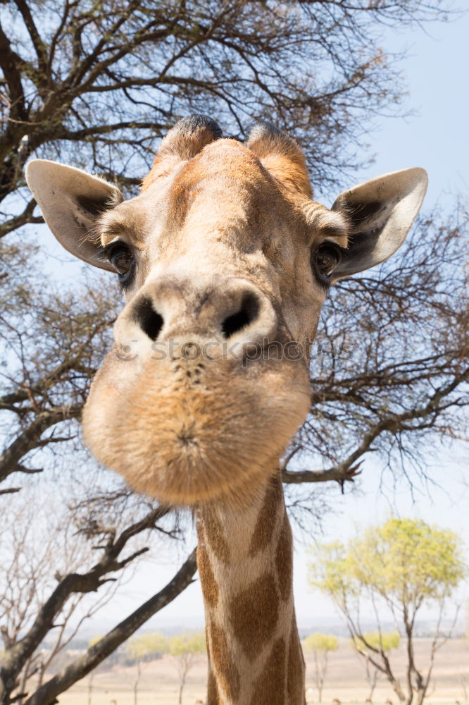 Similar – Image, Stock Photo Curious camel