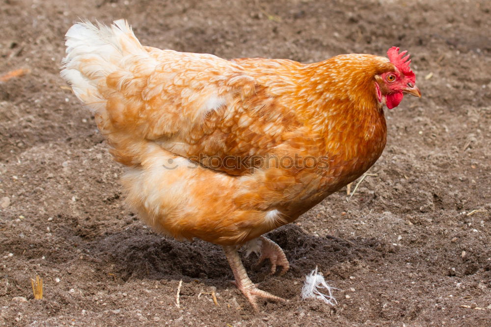 Similar – Image, Stock Photo Last living chicken