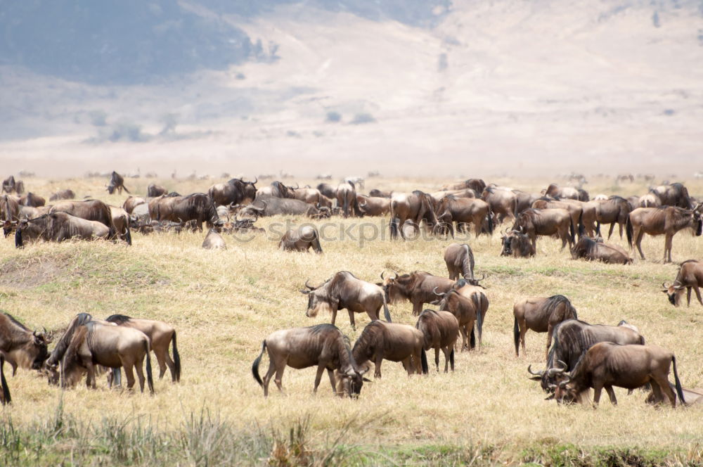 Similar – Ngorongoro Crater Safari Africa