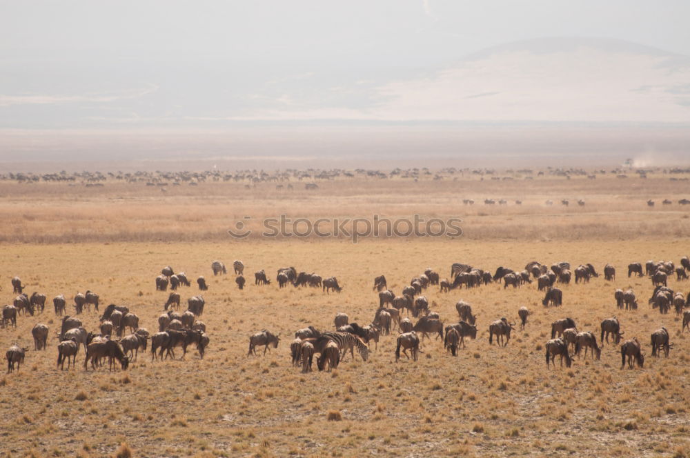 Similar – Ngorongoro Crater Safari Africa