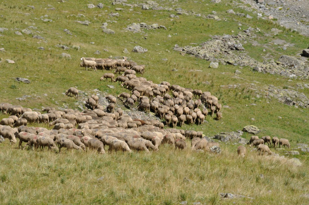 Similar – Image, Stock Photo Aerial Drone View Of Sheep Herd Feeding On Grass