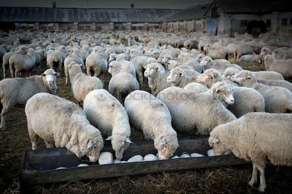 Similar – hitchhikers Mongolia Asia