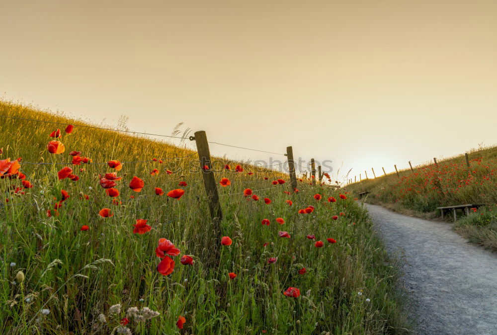 Similar – Image, Stock Photo idyllic Environment Nature