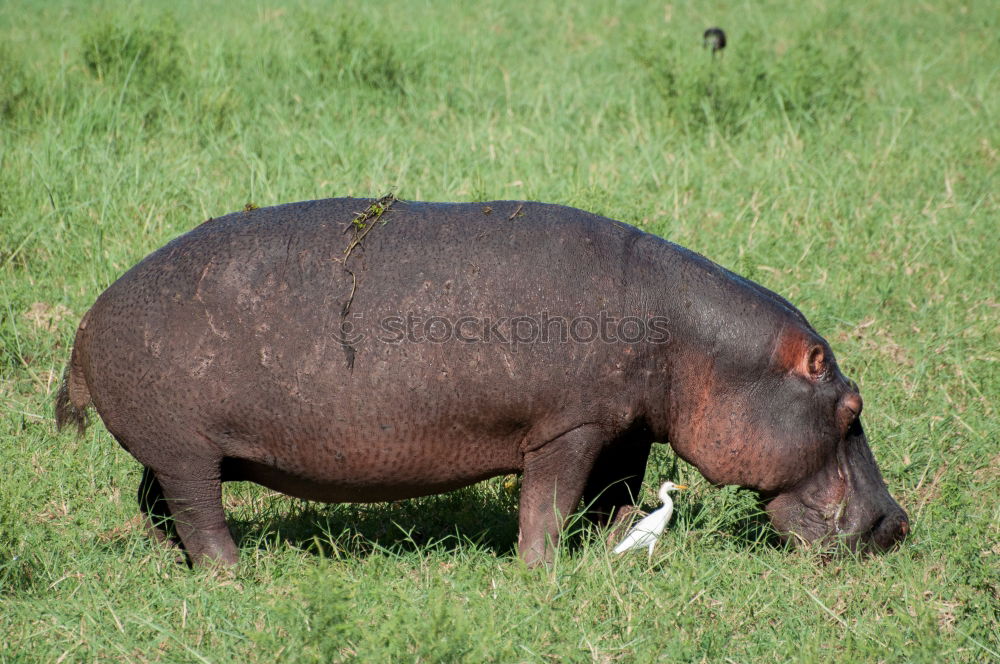 Similar – Image, Stock Photo pot-bellied pig Swine Sow