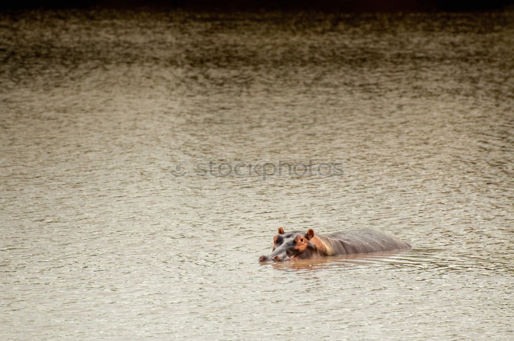 Similar – Image, Stock Photo coot babies Water Park