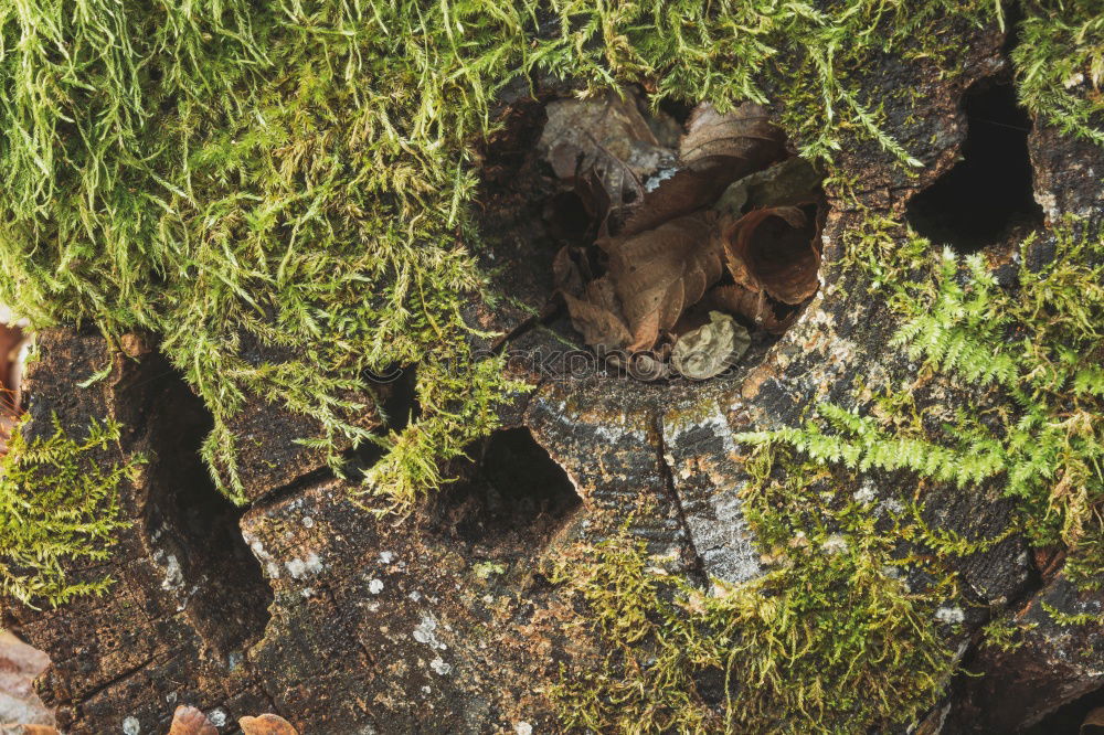 Spreewald ruhig Natur Wald