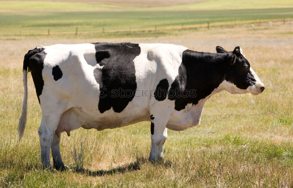 Similar – Image, Stock Photo 1x knuckle of veal Animal