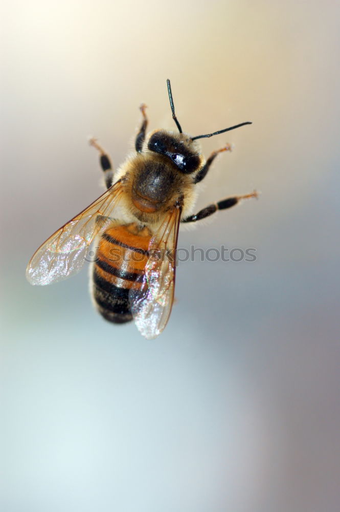 Image, Stock Photo Hornet 01 Animal Insect