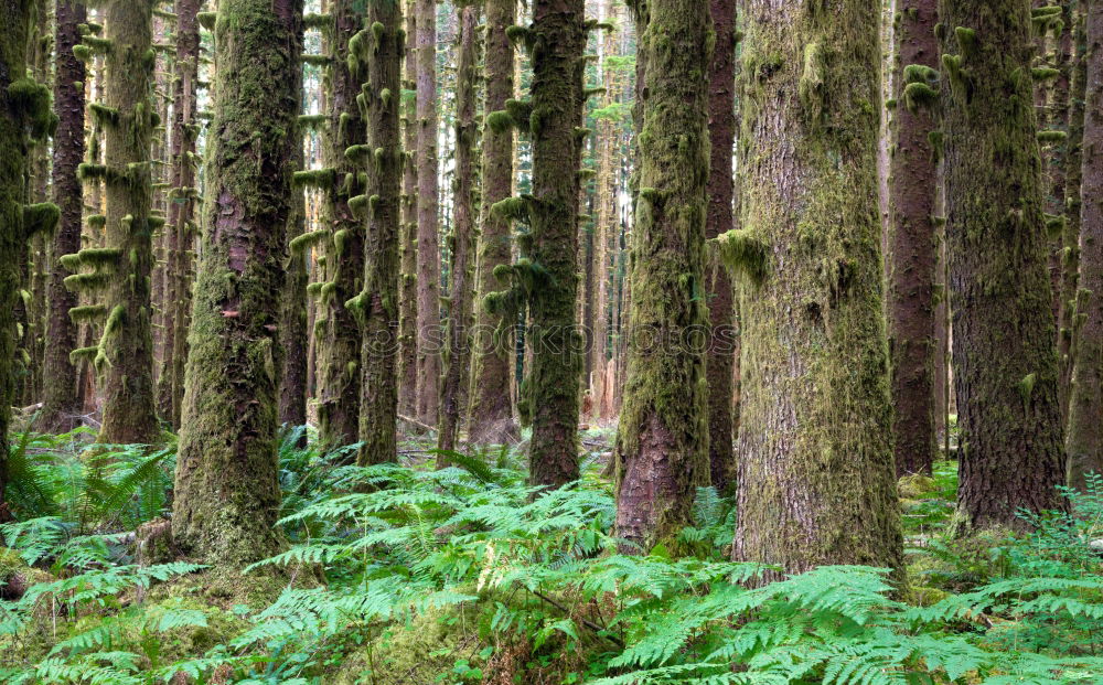 Similar – Foto Bild Kiefernwald Natur Pflanze