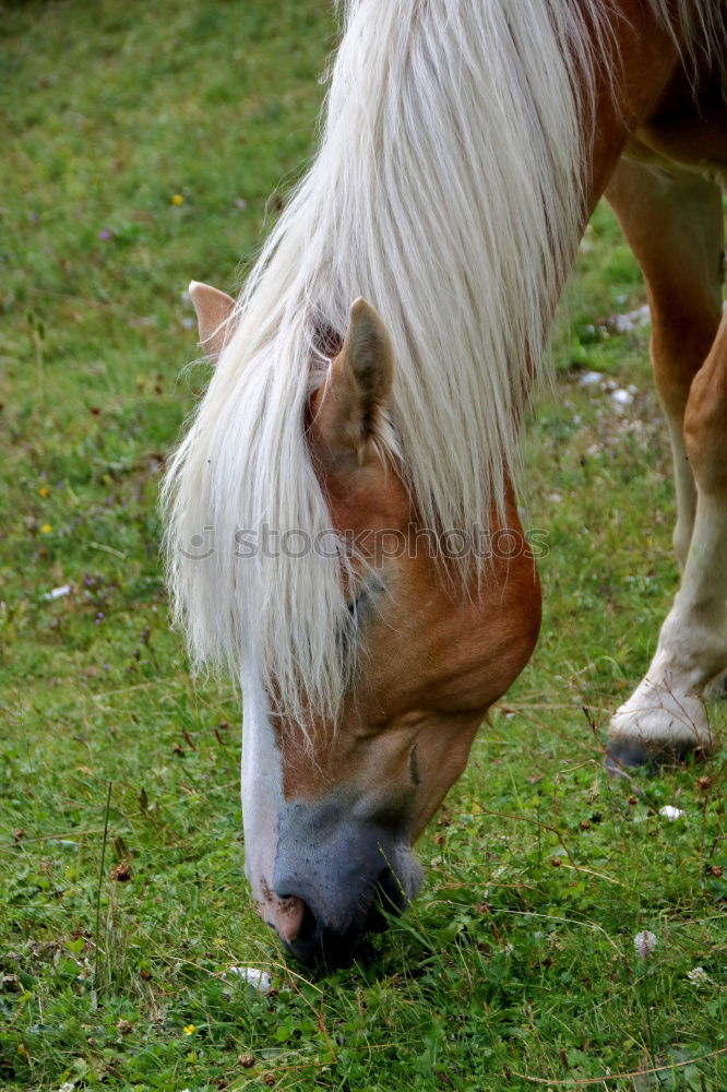 Similar – Icelanders Animal 1 Brown