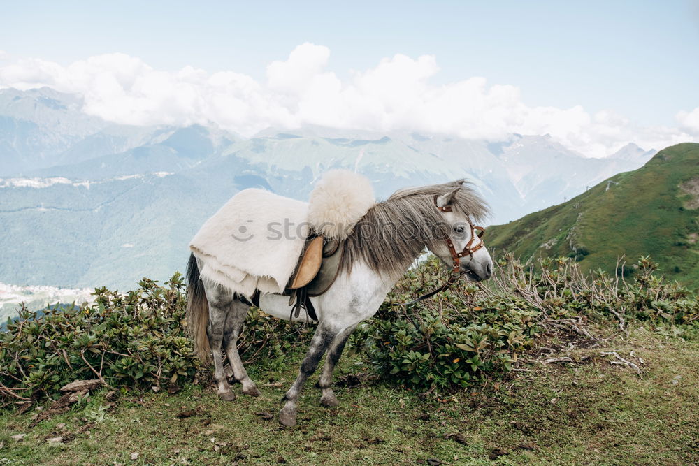 Similar – Pitztal cows Mountain