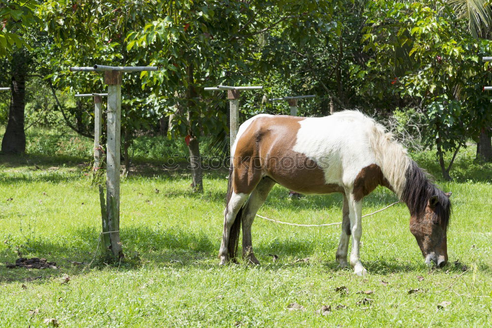 Similar – Image, Stock Photo Mule portrait, Sri Lanka