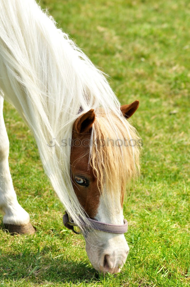 Similar – Icelanders Animal 1 Brown