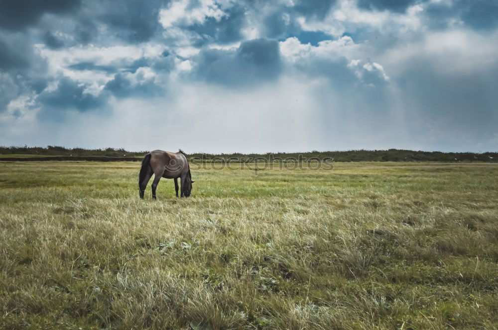 Similar – Image, Stock Photo Horses around Song Kul lake, Kyrgyzstan