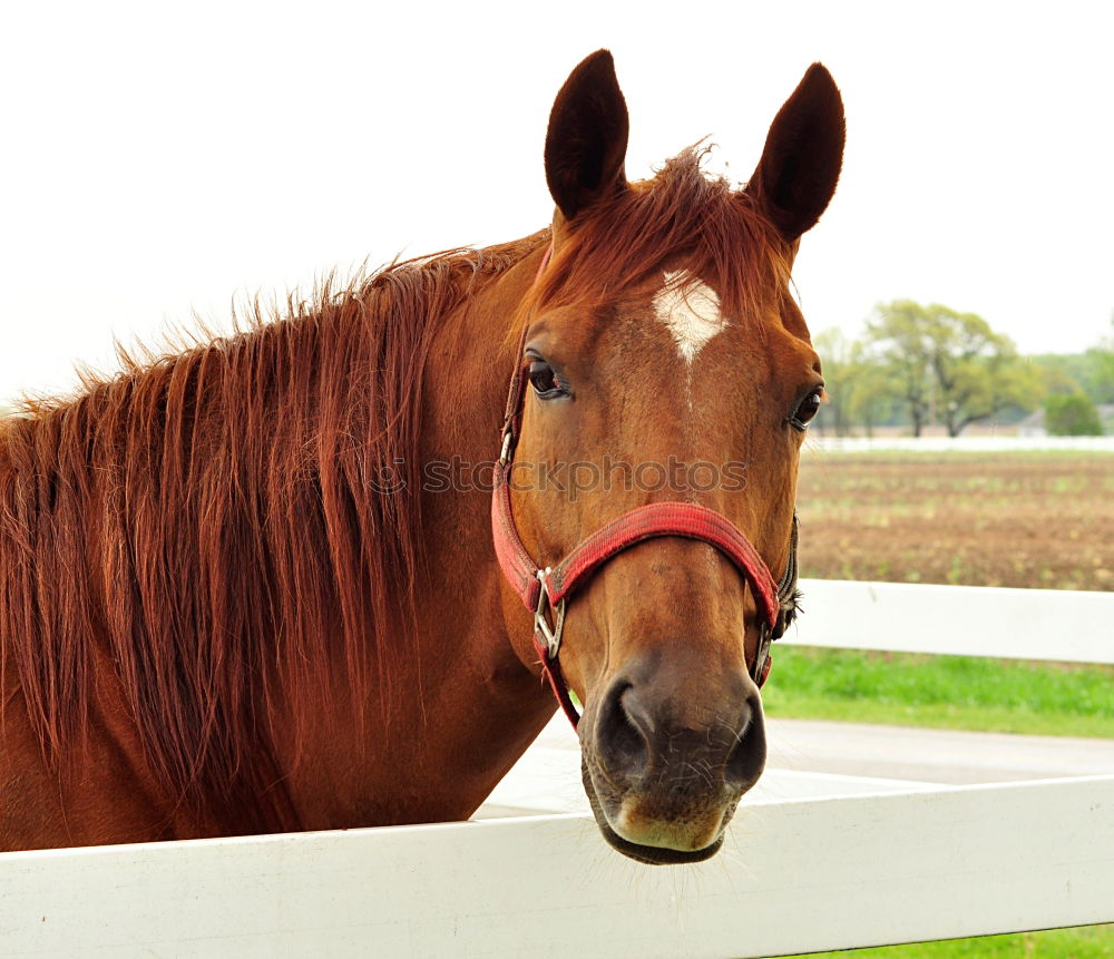 Similar – Lonely. Animal Horse