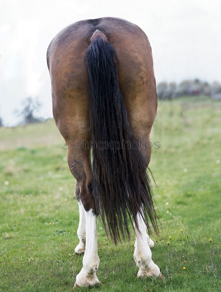 Similar – Image, Stock Photo Icelandic horses Horse