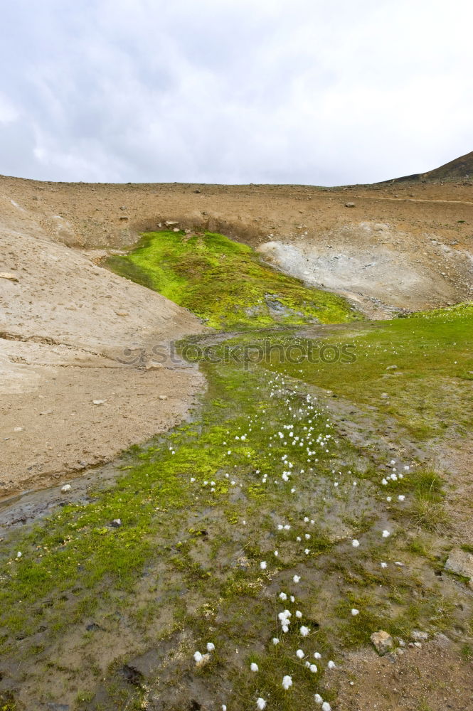 Image, Stock Photo Run Rabbit run Nature