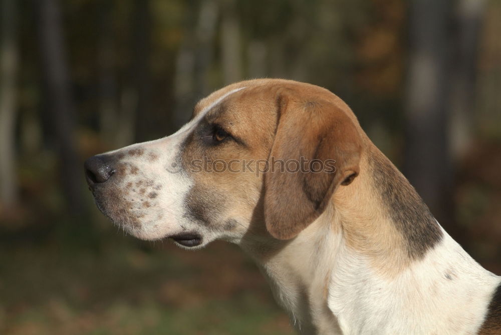 Similar – Dog standing on a stack of wood in the forest