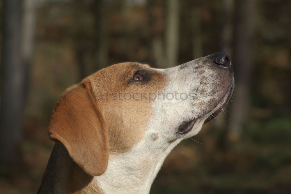 Similar – Dog standing on a stack of wood in the forest