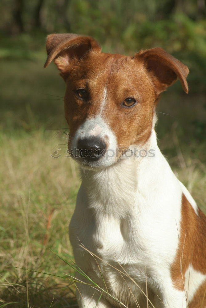 Similar – Dog on the grass in summer day. Jack russel terrier puppy portrait