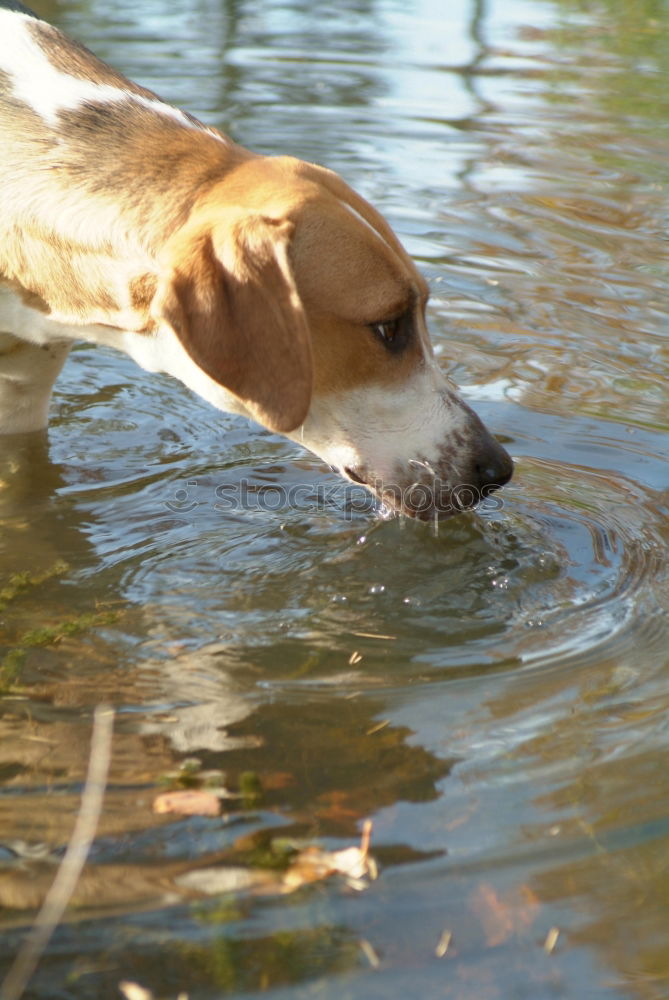 Similar – Image, Stock Photo splish splash Nature