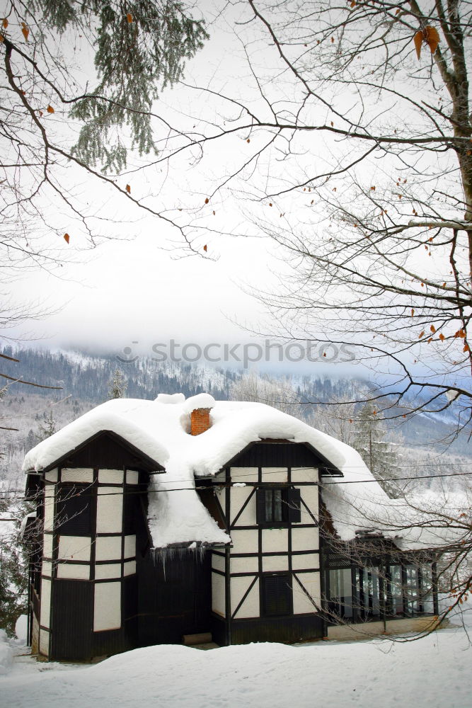 Similar – Image, Stock Photo winter forest Cold Tree