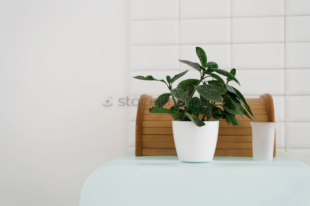 Similar – Image, Stock Photo green on white. Plant