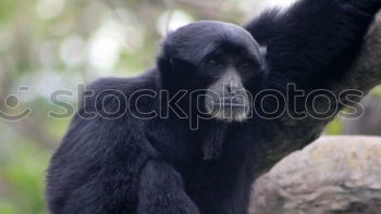 Similar – Image, Stock Photo gorilla Monkeys Gorilla