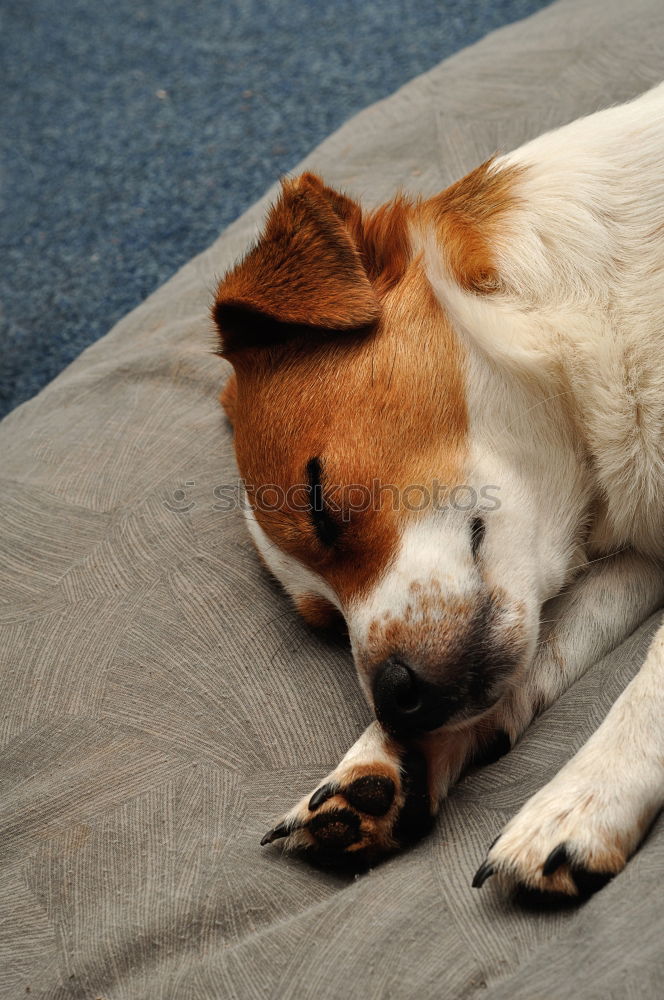 Similar – Sleeping Beauty Hund