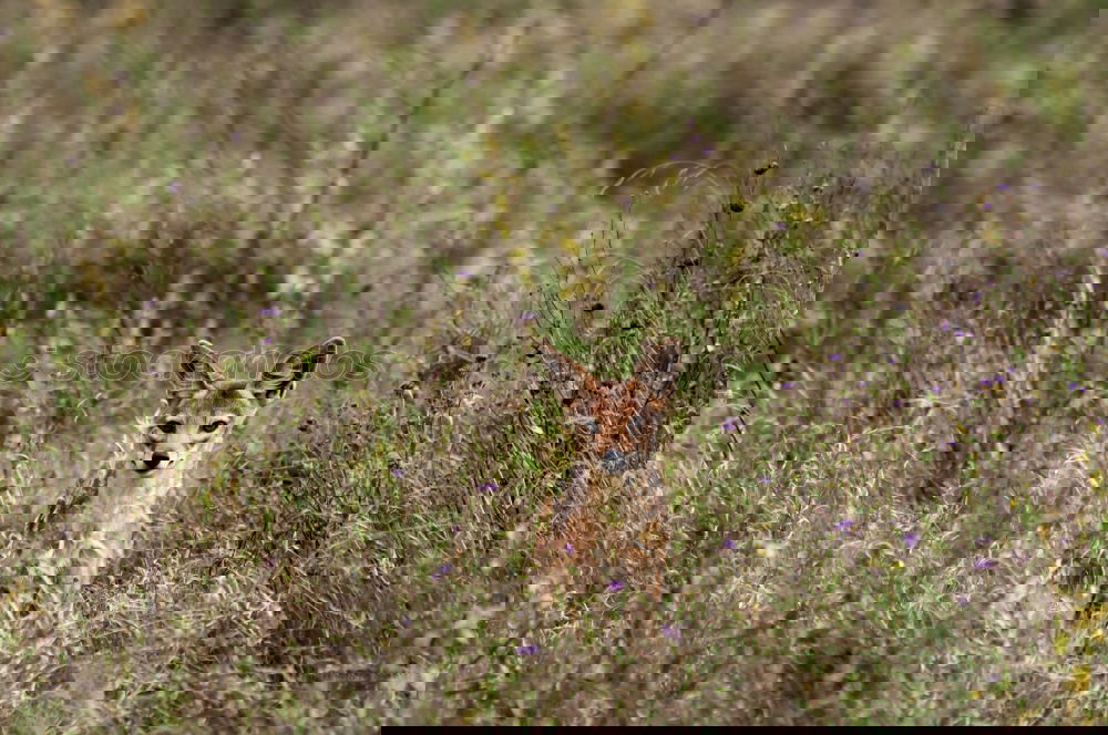 Similar – Image, Stock Photo Young stag in picturesque landscape in Scotland