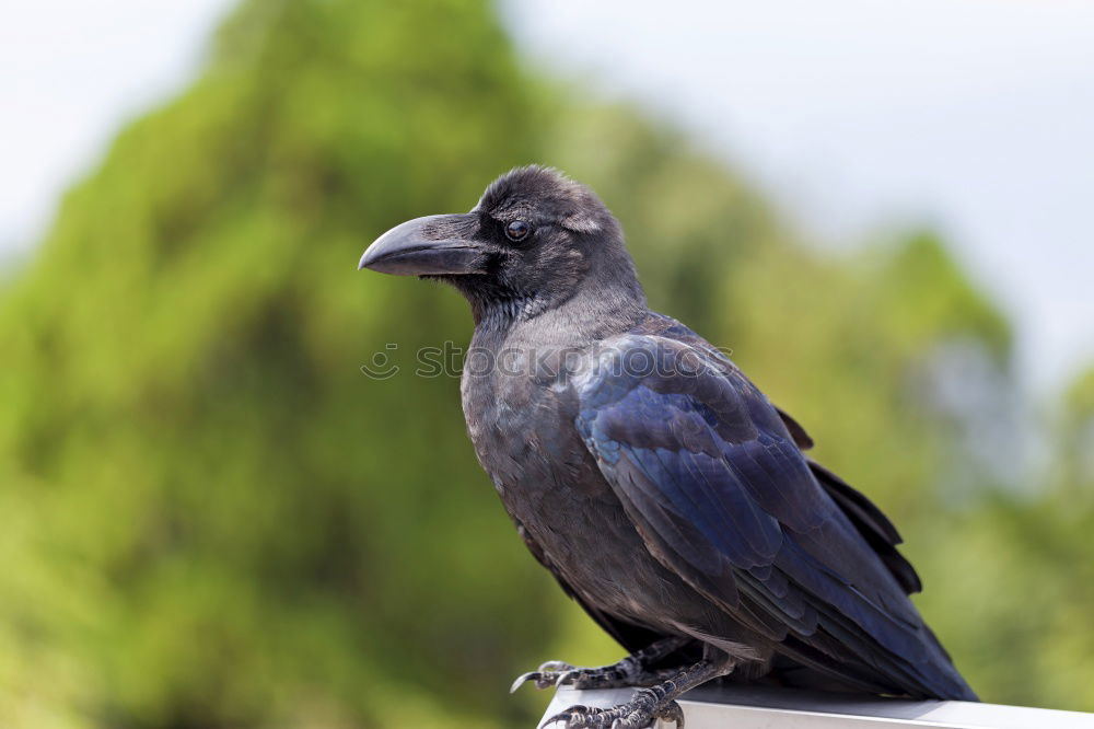 Similar – Image, Stock Photo opaque Raven birds Black