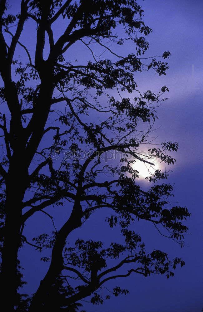 Similar – Moonlight on the beach of Penang (Malaysia)