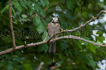 Similar – Image, Stock Photo In the rain tree a chick sat