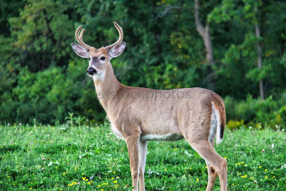 Similar – Image, Stock Photo impala look