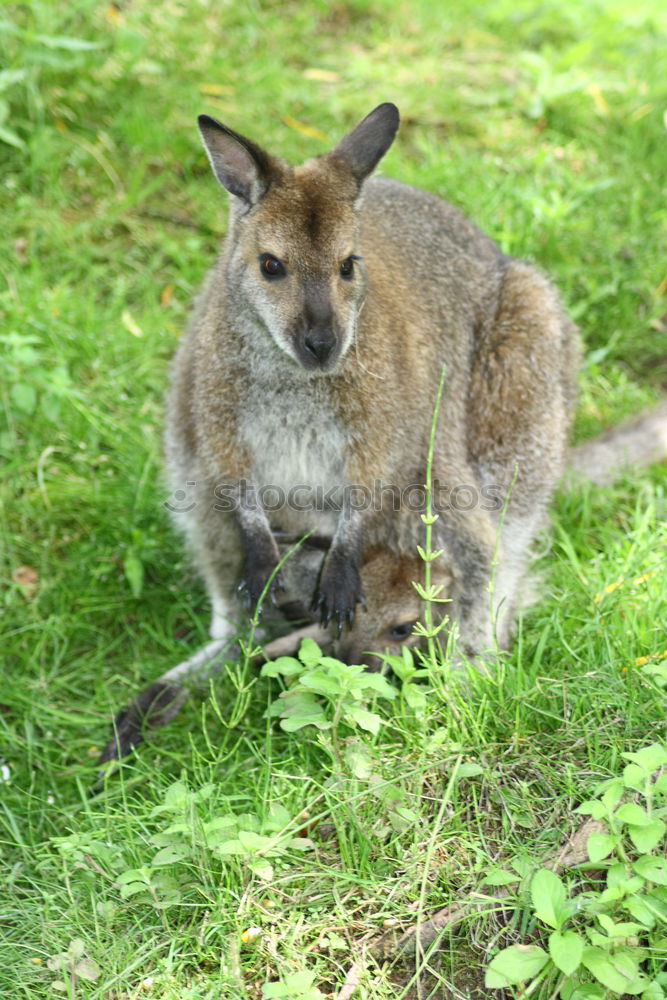 Similar – Image, Stock Photo On a reconnaissance tour