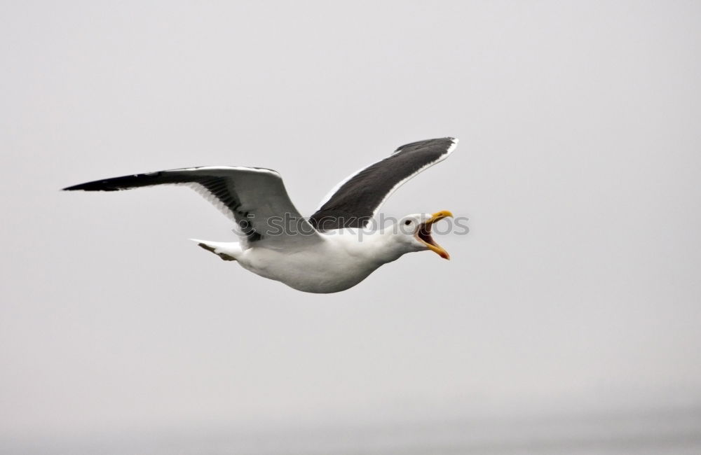 Similar – Image, Stock Photo From right to left Nature