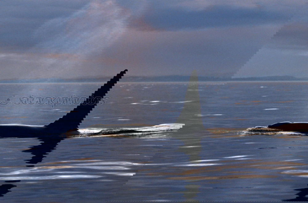 Similar – Foto Bild Gefahr gefährlich Haifisch