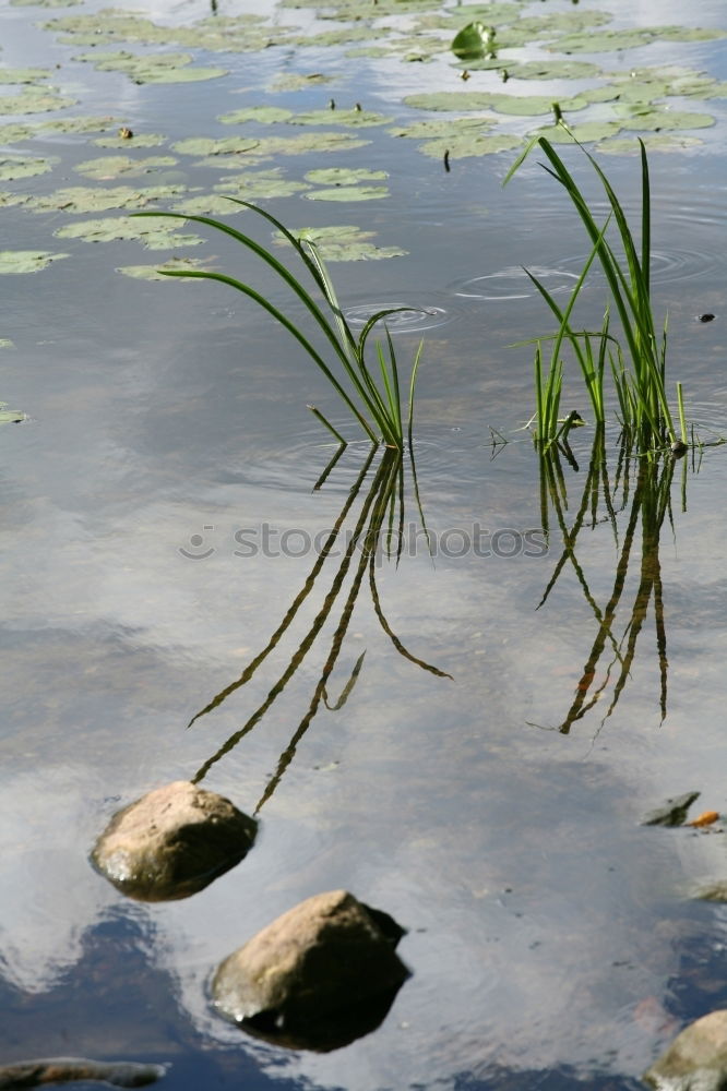 Similar – snakes Water Winter Plant