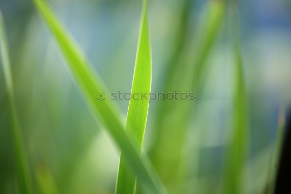 Similar – der Halm Gras grün Wiese