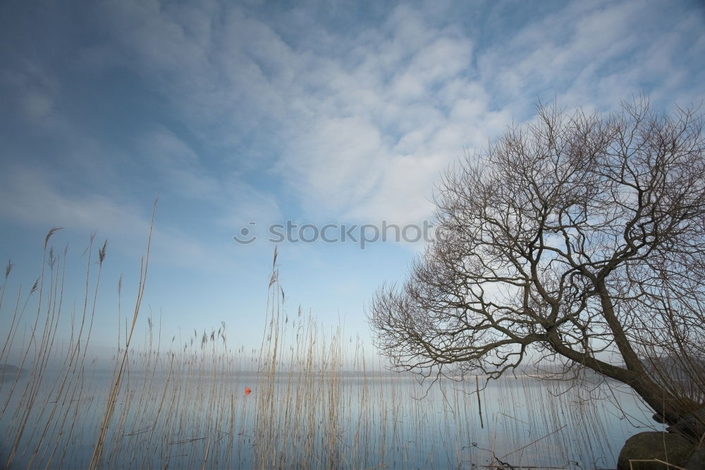 Similar – Image, Stock Photo beck-motiv-28 Autumn Tree