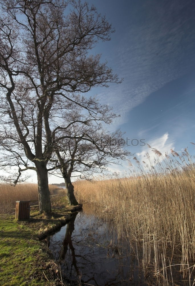 Similar – Image, Stock Photo beck-motiv-28 Autumn Tree