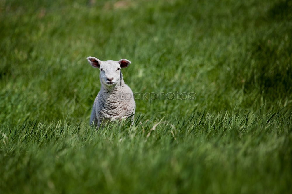 Similar – Chamansülz | hunt Schaf