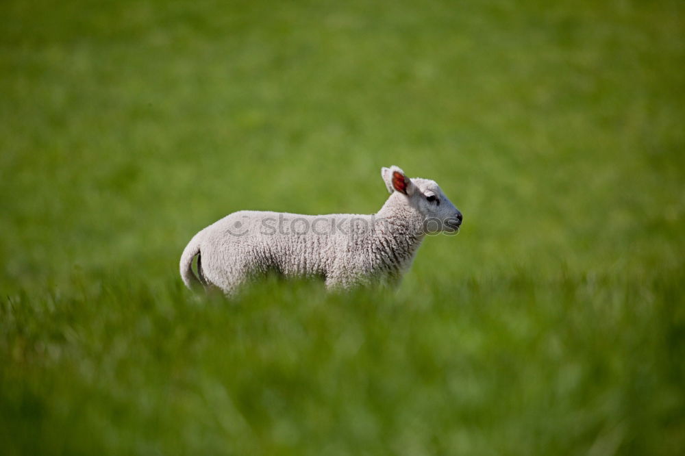 Similar – The sheep sees the camera