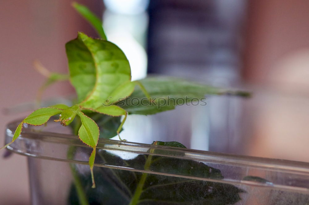 Similar – Sage bundle in glass on wood background